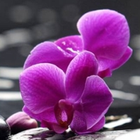 Simfonia orhideelor