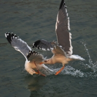 Gulls feeding