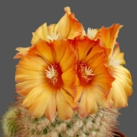 Cactus-Beauty In Bloom