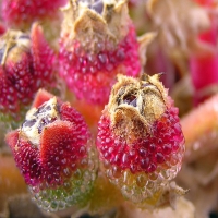 Cactus flowers - 1