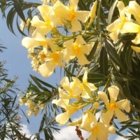 Oleander-smell