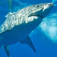 le-grand-requin-blanc