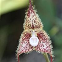Orhideea maimuță