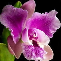 Orchid-s-For-You