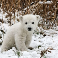 oso polar polar