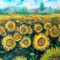 Pictand tabloul imagine cu un camp de floarea soarelui!