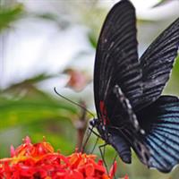 Bali70 butterfly park