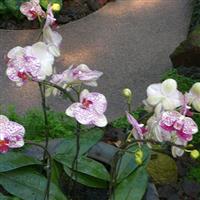 Singapore orchid garden1