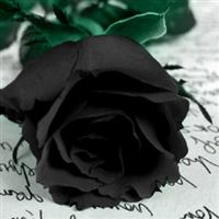 Trandafirul negru