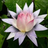 Printre flori de Lotus