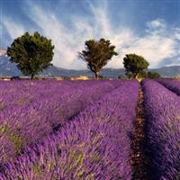 Lawendel aus Provence