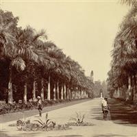 Locuri pe unde am fost-India-Kolkata-Gradina Botanica