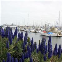 Am fost in U.S.A,  Monterey - Santa Barbara