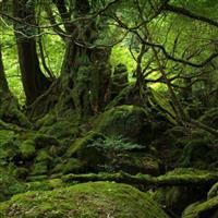 Patrimoniul UNESCO-Pădurile seculare și virgine de fag din Carpați și alte regiuni ale Europei