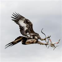 Vulturii mai puternici decât dronele