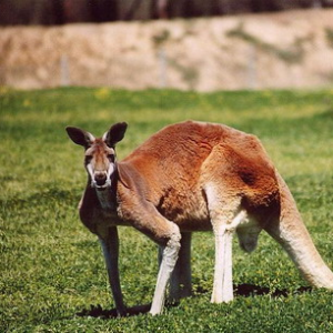 Fauna din Australia