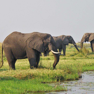 Wildlife of Africa (elephant) - Steve