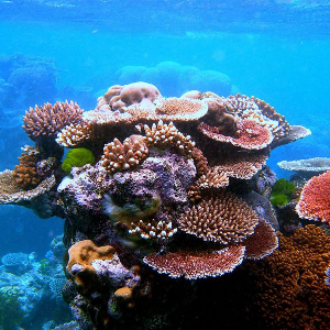 La beautés des récifs coralliens