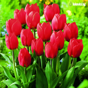 Flowers -Red tulip