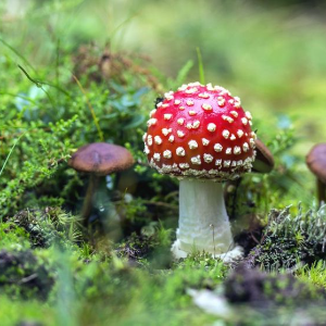 Extraordinaires photos de champignons