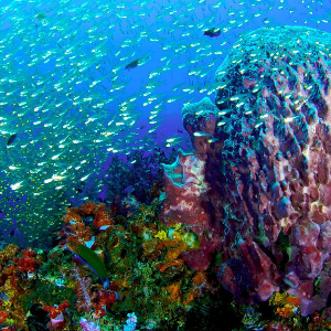 The 16 most beautiful coral reef in the world