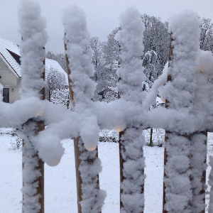 Winter fences