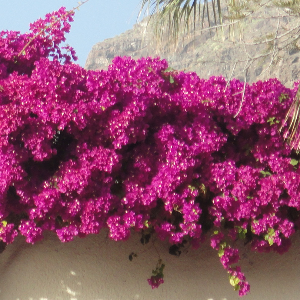 Flori din Tenerife I