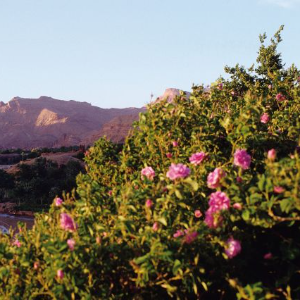 La vallée des roses (Maroc)