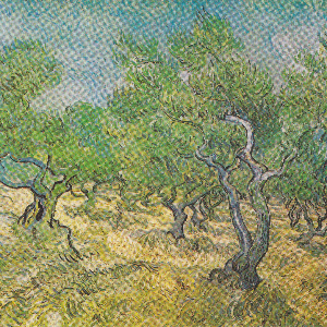 Vincent Van Gogh - Les Oliviers