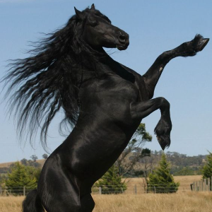 Magnifiques chevaux sauvages