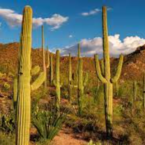  Cactus( Désert Sonora)