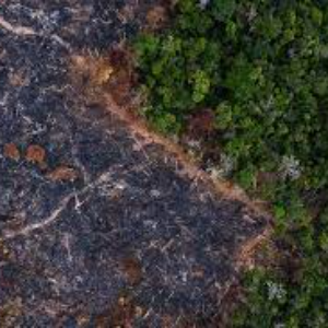 La déforestation de la forêt amazonienne