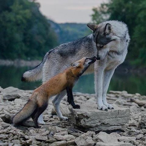 FOXES AND WOLVES 2