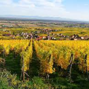 Couleurs automnales à travers le vignoble flamboyant d'Alsace