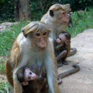 Sri Lanka - Le royaume des macaques à toque