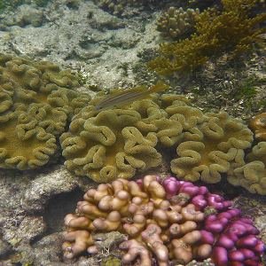 Australia (coral reefs 2) - Steve