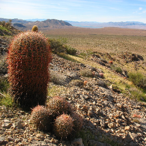 Westul Statelor Unite - The Mojave Desert