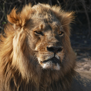 Wildlife of Africa (lion) - Steve