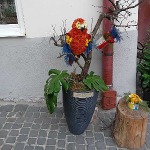 Flori pe scări,Sibiu Piața Aurarilor.
