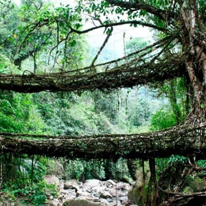Poduri de rădăcini din India