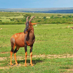 Wildlife of Africa (antelope) - Steve