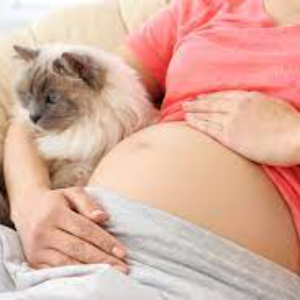 Pisicile simt sarcina femeilor? - Inteligența emoțioală a felinelor