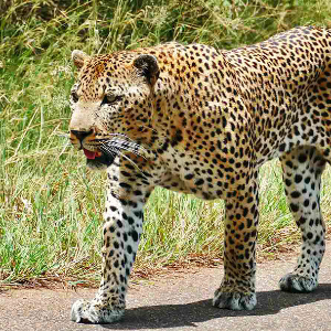 Wildlife of Africa leopard) - Steve